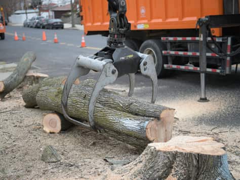 Stump Grinding Service