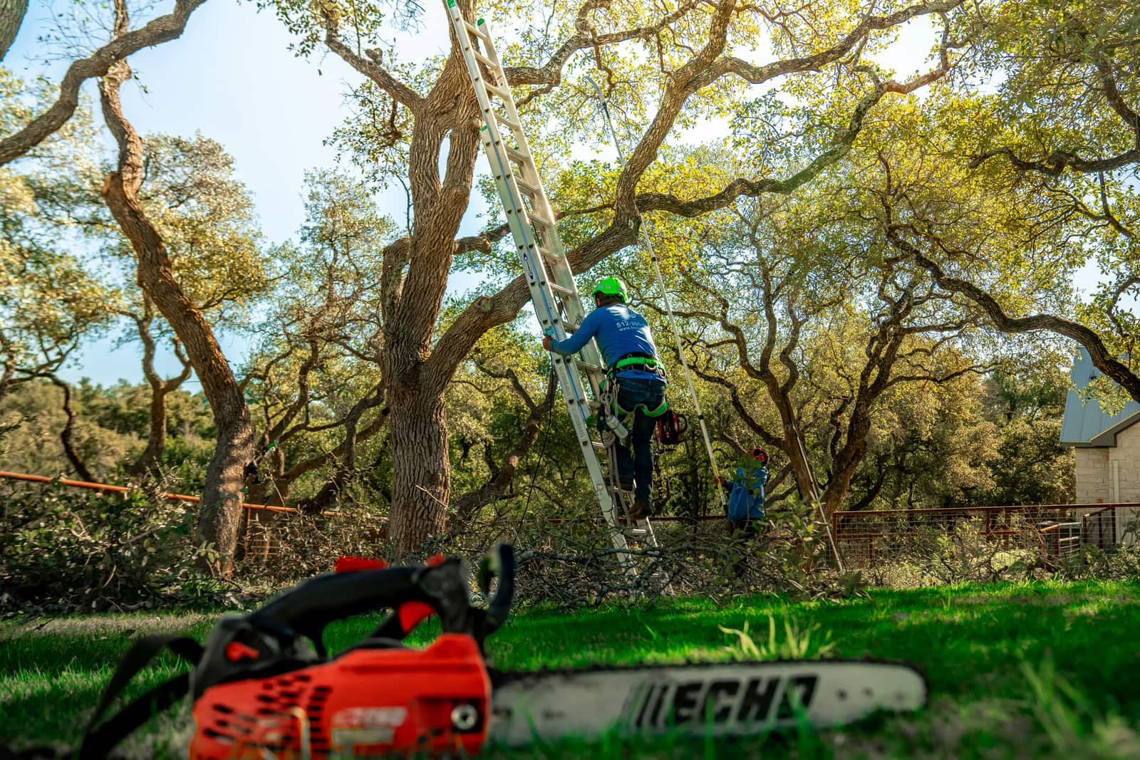 Tree Trimming Service